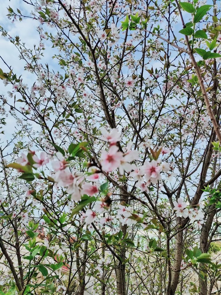 ����ѧУ|�����ڷż�֪ͨ����������BOB����ѧУ2024���������¼ҳ���һ����